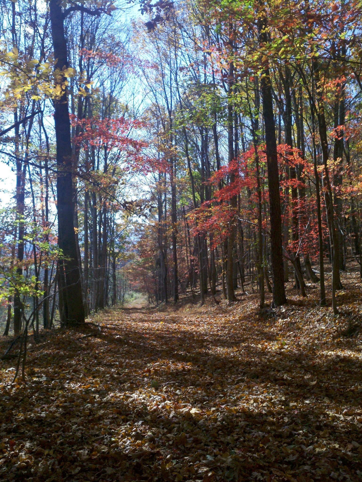 fall